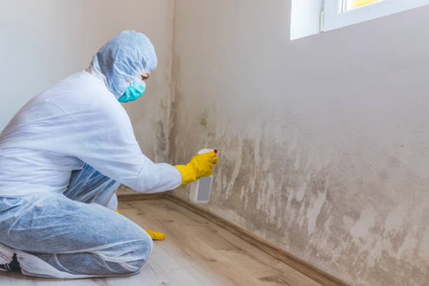 Licensed Mold Inspection service in Petersburg, VA - WQB Mold Removal