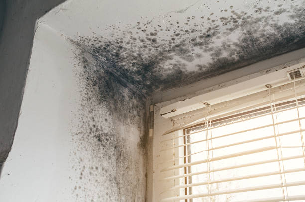 Affordable Mold Inspection solutions in Petersburg, VA